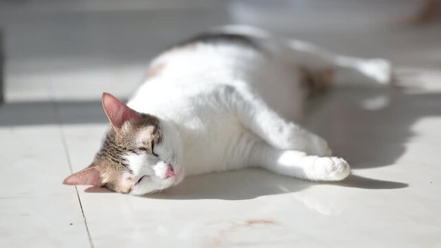 Tabby cat sleeping soundly on a tile floor, captured in 4K cozy sun drenched pet footage.