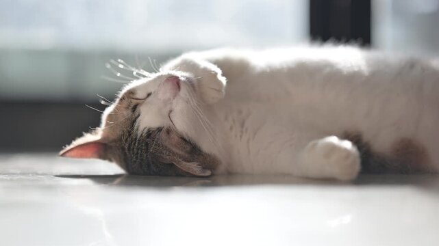 Tabby cat sleeping soundly on a tile floor, captured in 4K cozy sun drenched pet footage.