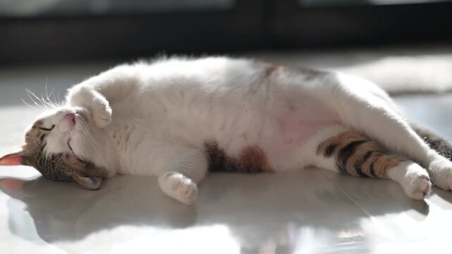 Tabby cat sleeping soundly on a tile floor, captured in 4K cozy sun drenched pet footage.