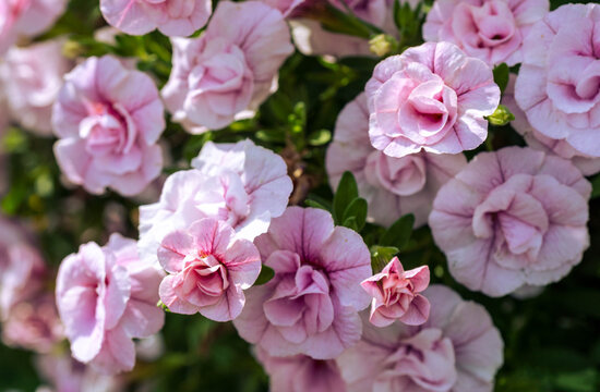 delicate pink climbing roses blooming abundantly in a romantic summer garden