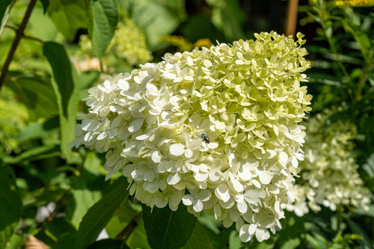 white hydrangea flower cluster blooming in a lush green summer garden