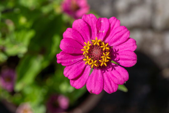 vibrant pink zinnia flower in full bloom with yellow center in a summer garden
