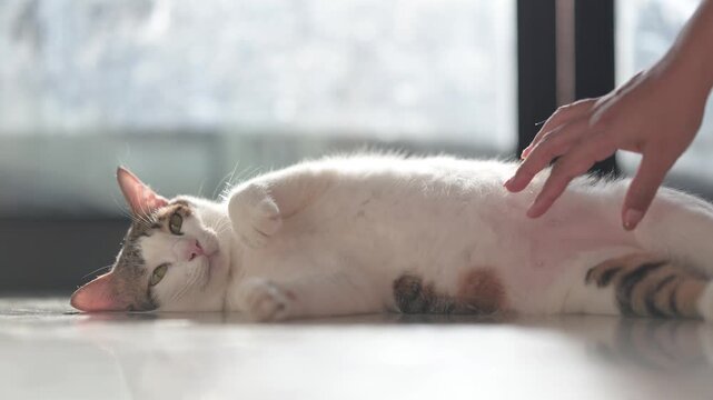 Woman's hand gently petting a relaxed cat lying on the floor 4K footage of pet bonding & affection.