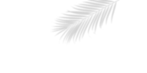 Fototapeta premium Shadow of a tropical palm leaf on a white wall overlay effect for design, presentation and mockup isolated on transparent background