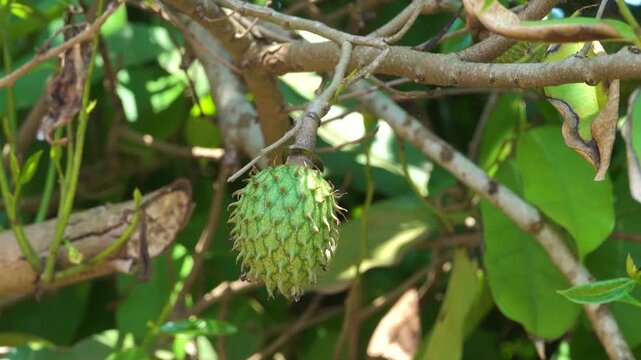 Soursop (also called graviola, guyabano as pineapple. Annona muricata, a broadleaf, flowering, evergreen tree with fruit, strawberries and apple with sour citrus. Vietnam
