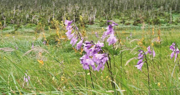 purple flowers  of hostas or plantain lilies in the field