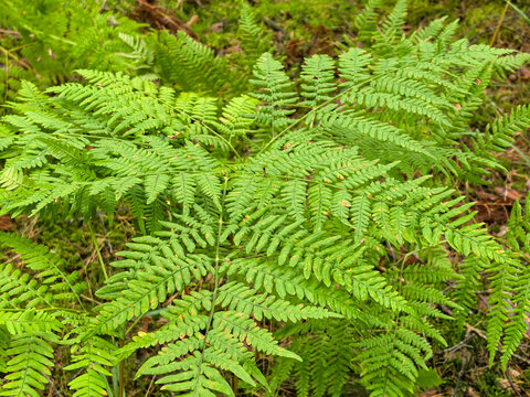 Lush green fern leaves with spores growing on forest floor
