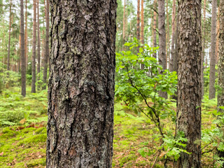 Obraz premium Pine tree trunks with textured bark in green woodland
