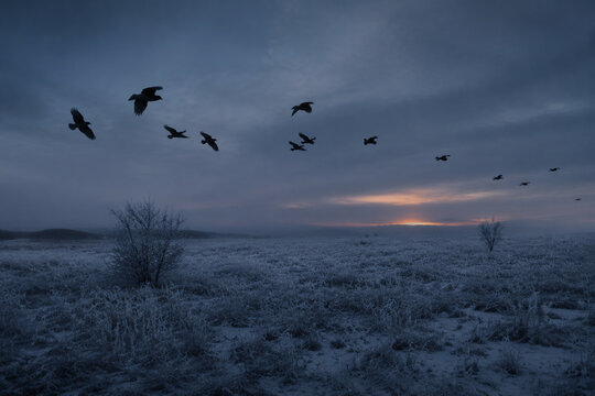 A flock of crows flying across a frost-covered winter field at dusk.