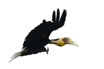 pose of a wreathed hornbill in flight © DS light photography