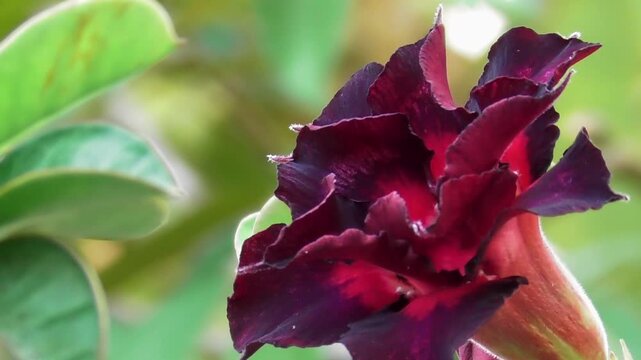 Close Up of Burgundy Red Desert Rose Adenium Flower with Green Leaves and Copy Space
