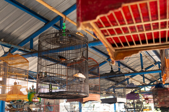 Beautiful little bird in cage outdoors, low angle view. Space for text