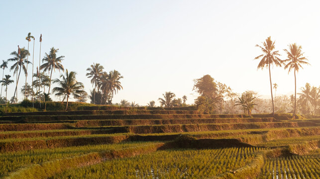 A view of Indonesian rice terraces during golden hour, forming diagonal lines across lush green fields, with morning mist and mountains illuminated by sunlight. 