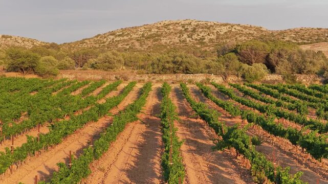 A sunlit vineyard with neat rows of grapevines stretching across reddish soil, set against a backdrop of Mediterranean scrubland and low hills near Opoul Perillos, France, wide shot.