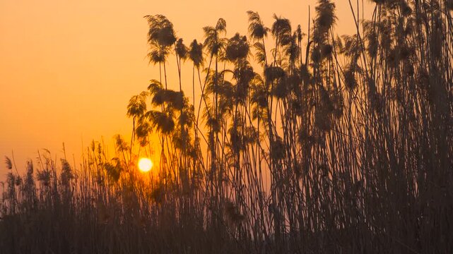 Sunset behind tall reeds in a tranquil wetland at golden hour, silhouetted against warm orange sky