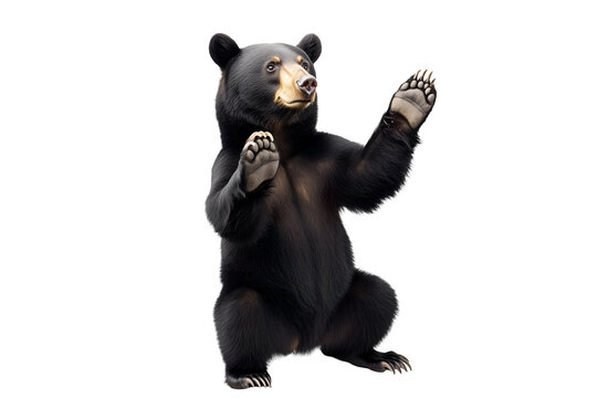 Black bear standing upright on hind legs with paws raised isolated on a transparent background