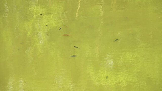 Small fish in a shallow, murky pond during a drought and famine. Vietnam