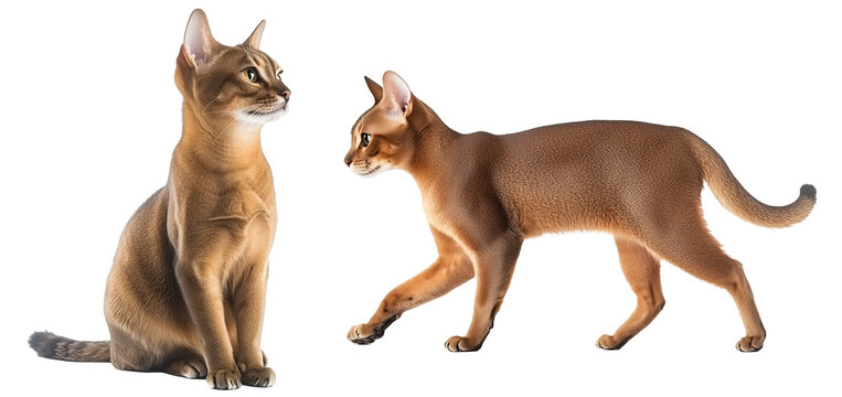 Two abyssinian cats sitting and walking isolated on a transparent background