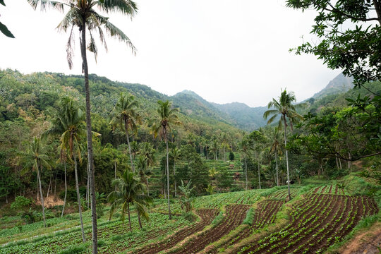An aerial view of tobacco plants in a mountainous area, forming descending terraced rows along the slopes. The scene represents tobacco farming in a highland agricultural 