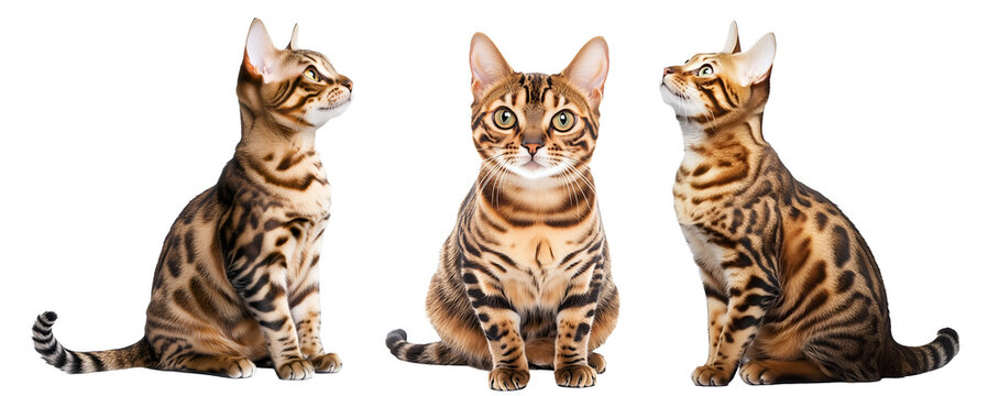 Three spotted bengal cats sitting in different poses isolated on a transparent background