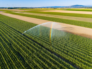 Fototapeta premium Farm field with irrigation system spraying water on crops in daytime