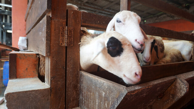 Two white sheep resting closely together inside a wooden barn pen.