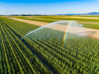 Fototapeta premium Watering crops in a large farm with irrigation systems on a sunny day in a rural area