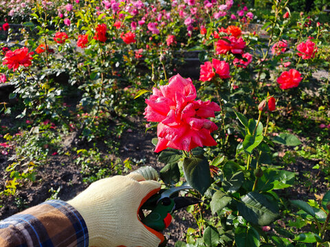 person wearing black gloves and a plaid shirt trims a red rose with a pair of green garden pruners
