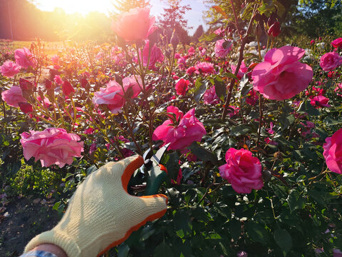 Romantic Summer Light on Blooming Pink Roses. Soft golden light falls on blooming pink roses as a gardener tends to them with care