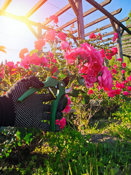 A peaceful moment in the garden as a person gently prunes a red rose with care. Surrounded by nature, the act reflects mindfulness, connection with the earth