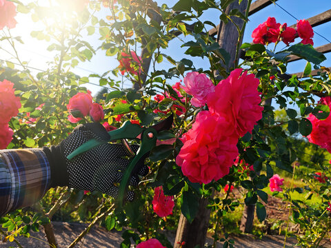 Close-up of a gardener's gloved hand using green pruning shears to cut a vibrant red rose in a garden.