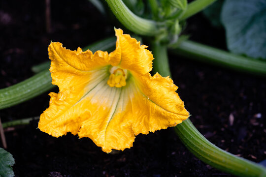 Zucchini Cucurbita pepo aus dem eigenen Garten