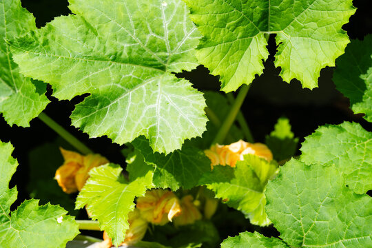 Zucchini Cucurbita pepo aus dem eigenen Garten