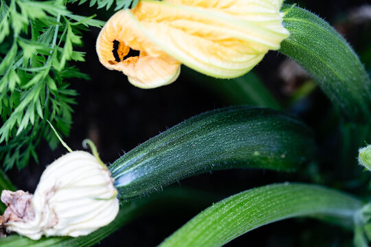 Zucchini Cucurbita pepo aus dem eigenen Garten