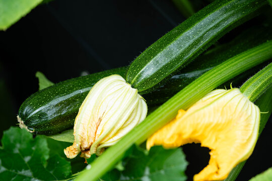 Zucchini Cucurbita pepo aus dem eigenen Garten