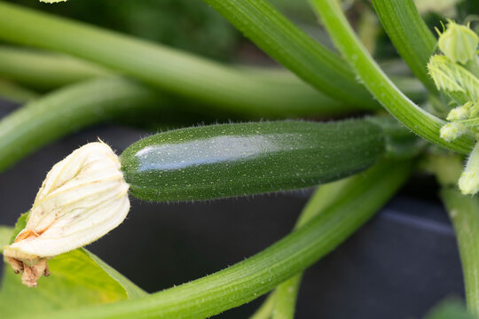 Zucchini Cucurbita pepo aus dem eigenen Garten