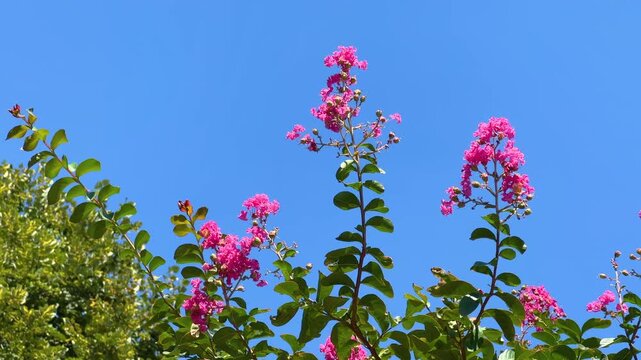 Pink crape myrtle flowers on green branches swaying gently in the wind against clear blue sky. Summer garden, blooming and nature background concept