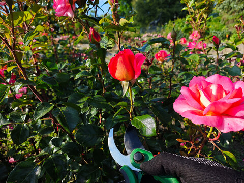 A peaceful moment in the garden as a person gently prunes a red rose with care. Surrounded by nature, the act reflects mindfulness, connection with the earth