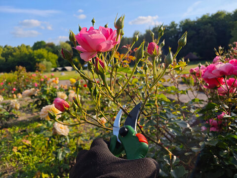 Gardener wearing protective gloves uses green pruning shears to trim a red rose in full bloom