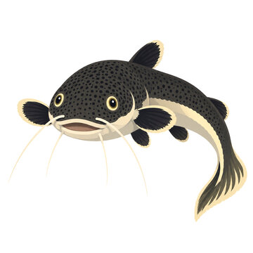 Cute Catfish
