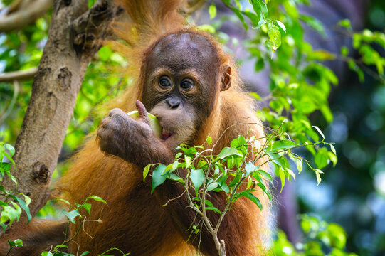 Juvenile orangutan holds and eats a slice of fruit among dense green leaves, showing curious eyes and brown fur in a tropical forest setting.