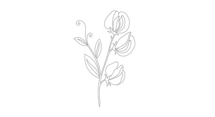 Obraz premium Minimalist line art illustration of sweet pea flowers on a stem, simple botanical sketch in black outline on a white background for modern aesthetic decor