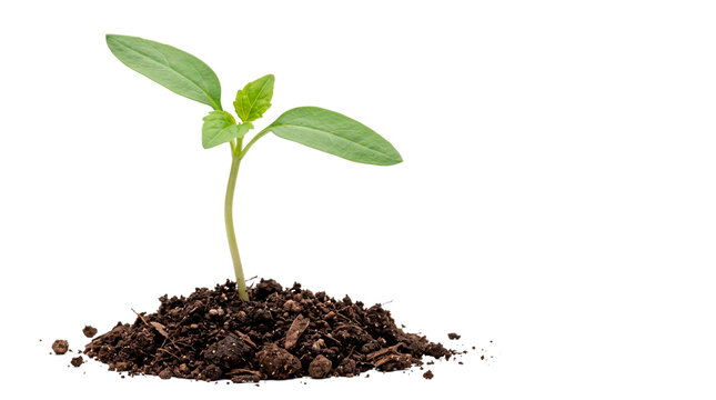 Young Green Seedling Growing from Dark Soil isolated on a transparent background