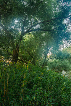 Vertical view of lush green trees and yellow wildflowers growing densely along a quiet riverbank.
