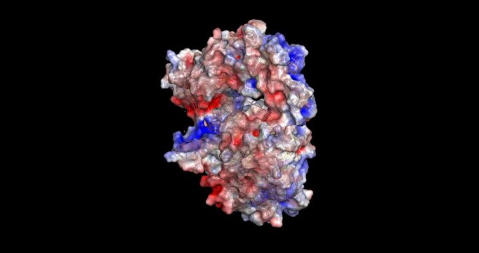 Deep Vent DNA Polymerase, ultra-stable, high-fidelity heat-resistant enzyme for PCR and DNA amplification from Thermococcus species, electrostatic surface 3D molecule 4K spinning