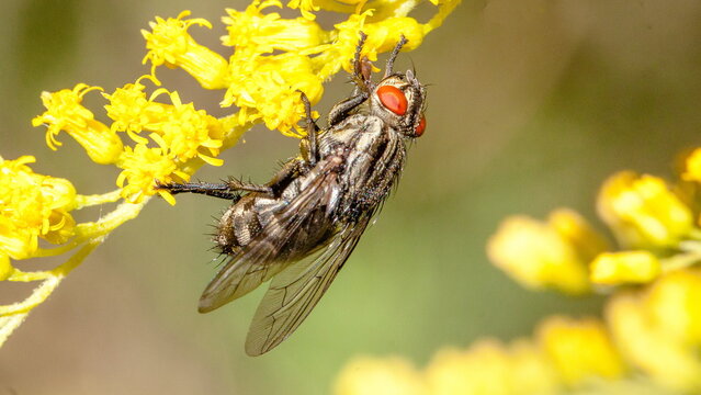 ladybird on a yellow flower