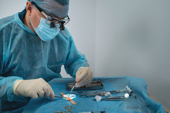 A dental surgeon prepares a connective tissue graft to cover gum recession, thicken the gum, or improve its contour during dental surgery.