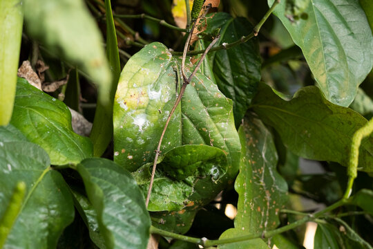 Close-up of damaged Java long pepper leaves (Piper retrofractum) showing serpentine leaf miner trails, brown leaf spots, discoloration, and surface damage, illustrating plant pest infestation