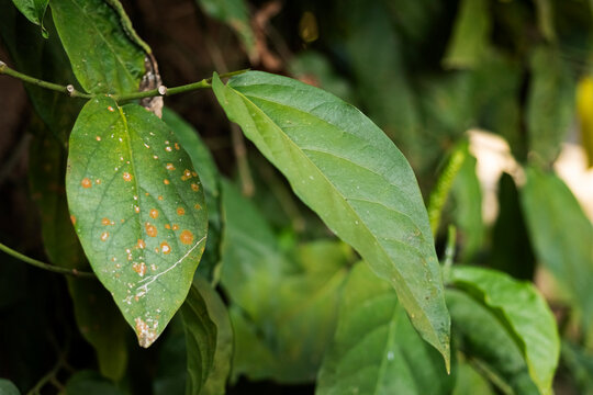 Close-up of damaged Java long pepper leaves (Piper retrofractum) showing serpentine leaf miner trails, brown leaf spots, discoloration, and surface damage, illustrating plant pest infestation