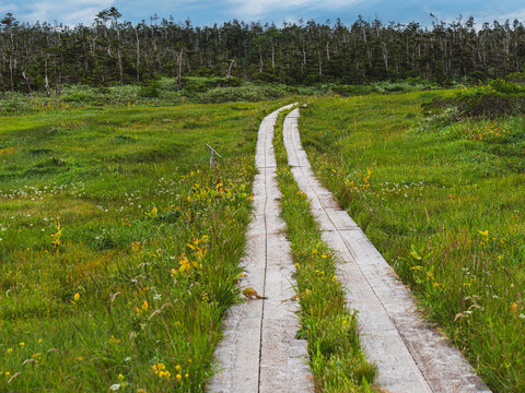 wooden footpath  in the marsh land